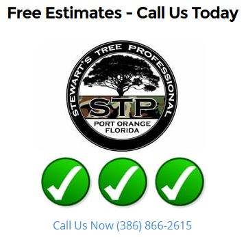 Free Tree Services Consutation in Volusia County