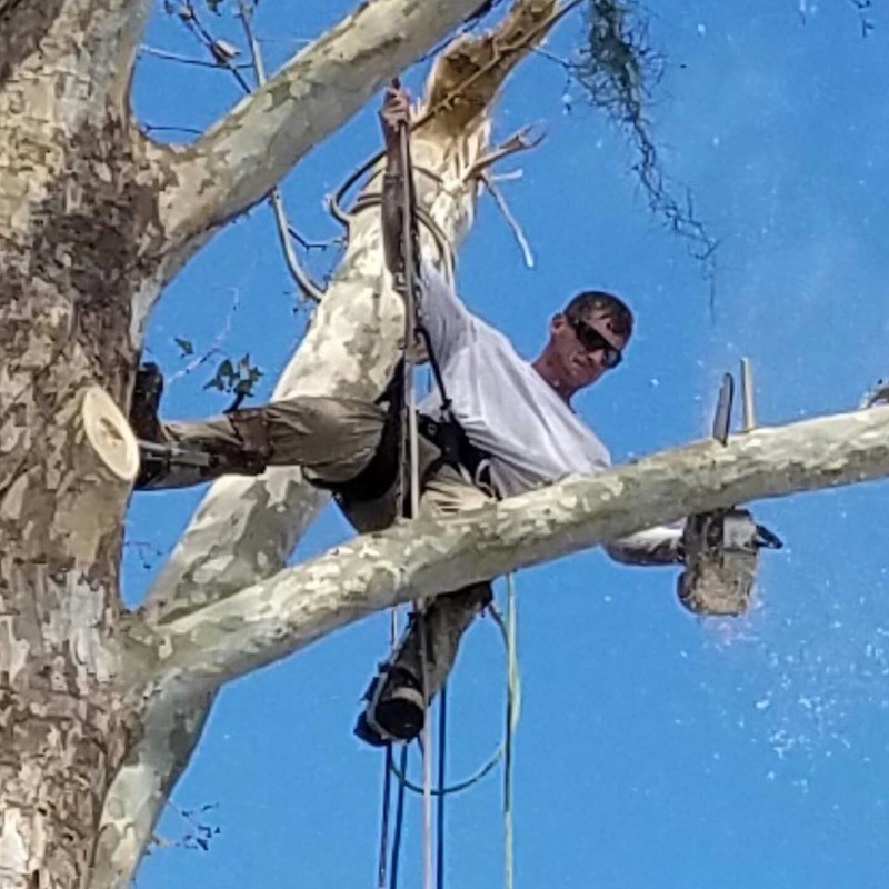 Zac from Stewart's Tree Pro trimming branches in Daytona Beach Florida
