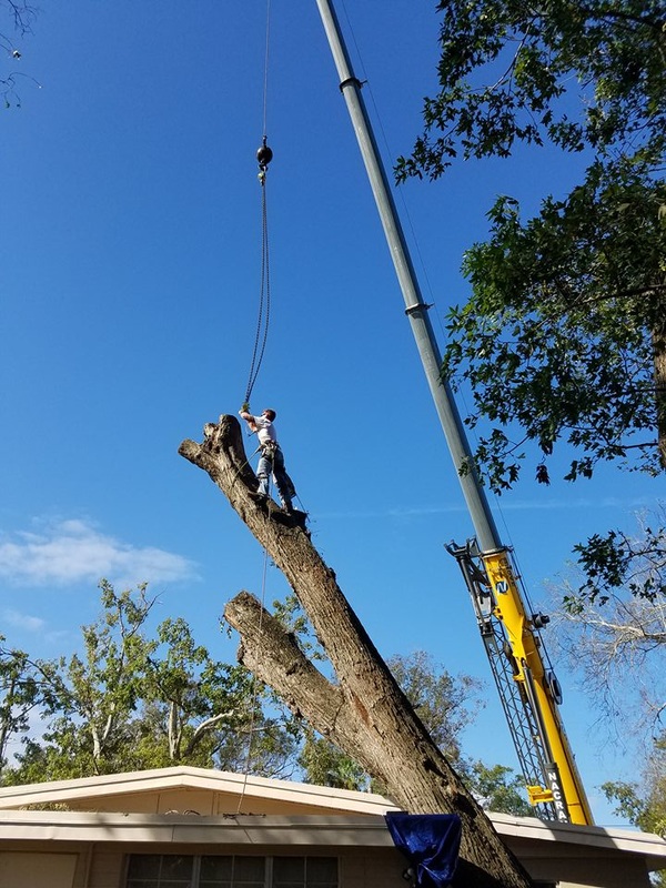 Crane work for a tree removal in Ormond Beach
